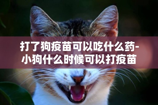 打了狗疫苗可以吃什么藥-小狗什么時候可以打疫苗