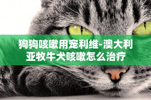 狗狗咳嗽用寵利維-澳大利亞牧牛犬咳嗽怎么治療