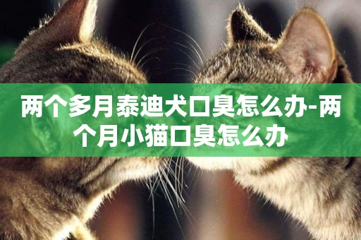 兩個多月泰迪犬口臭怎么辦-兩個月小貓口臭怎么辦