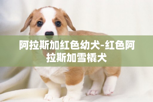 阿拉斯加紅色幼犬-紅色阿拉斯加雪橇犬