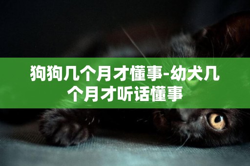 狗狗幾個月才懂事-幼犬幾個月才聽話懂事
