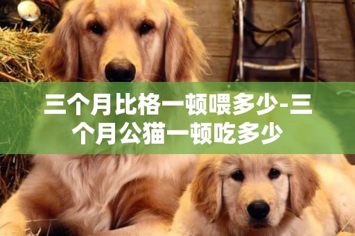 三個月比格一頓喂多少-三個月公貓一頓吃多少