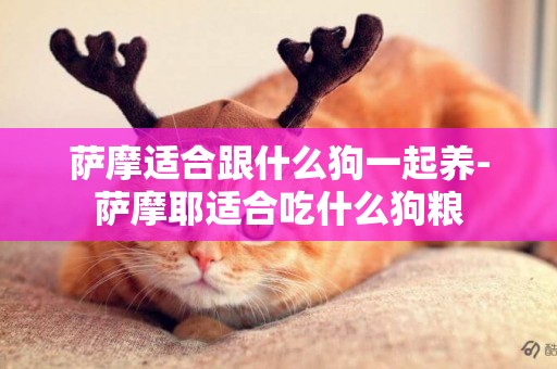 薩摩適合跟什么狗一起養-薩摩耶適合吃什么狗糧