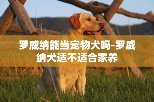 羅威納能當寵物犬嗎-羅威納犬適不適合家養