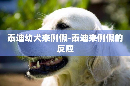 泰迪幼犬來例假-泰迪來例假的反應
