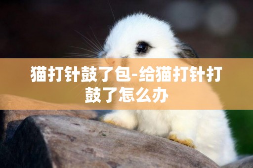貓打針鼓了包-給貓打針打鼓了怎么辦