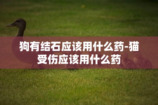 狗有結石應該用什么藥-貓受傷應該用什么藥