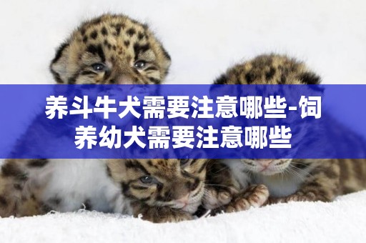 養斗牛犬需要注意哪些-飼養幼犬需要注意哪些