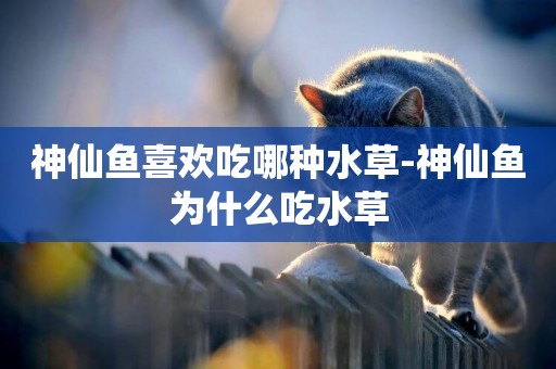 神仙魚喜歡吃哪種水草-神仙魚為什么吃水草
