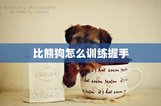 比熊狗怎么訓練握手
