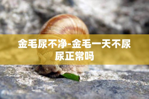 金毛尿不凈-金毛一天不尿尿正常嗎