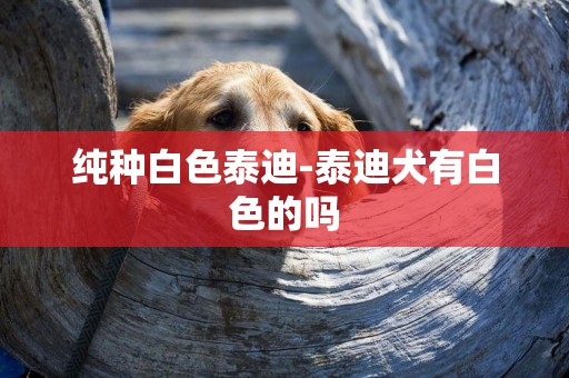 純種白色泰迪-泰迪犬有白色的嗎