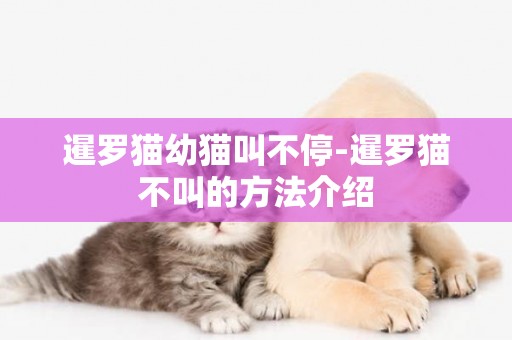暹羅貓幼貓叫不停-暹羅貓不叫的方法介紹
