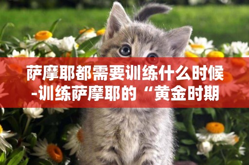 薩摩耶都需要訓練什么時候-訓練薩摩耶的“黃金時期”