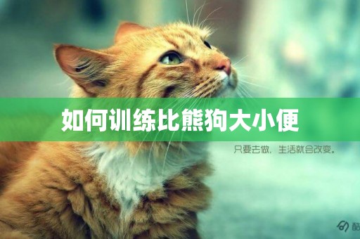 如何訓練比熊狗大小便