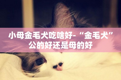 小母金毛犬吃啥好-“金毛犬”公的好還是母的好