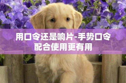 用口令還是響片-手勢口令配合使用更有用