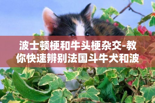 波士頓梗和牛頭梗雜交-教你快速辨別法國斗牛犬和波士頓梗