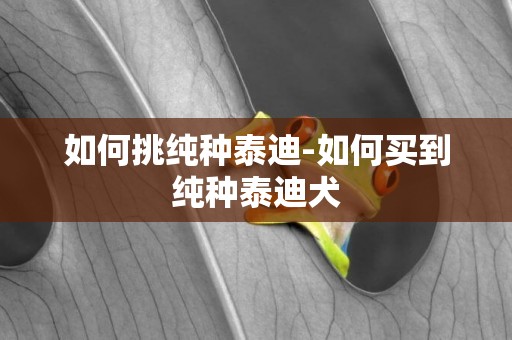 如何挑純種泰迪-如何買到純種泰迪犬