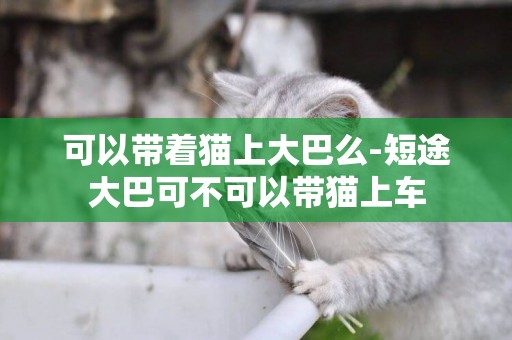 可以帶著貓上大巴么-短途大巴可不可以帶貓上車