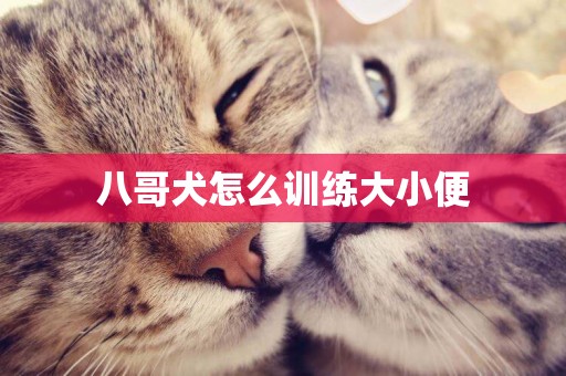 八哥犬怎么訓練大小便