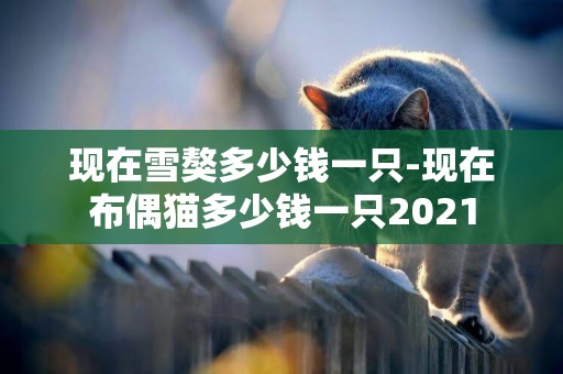 現在雪獒多少錢一只-現在布偶貓多少錢一只2021