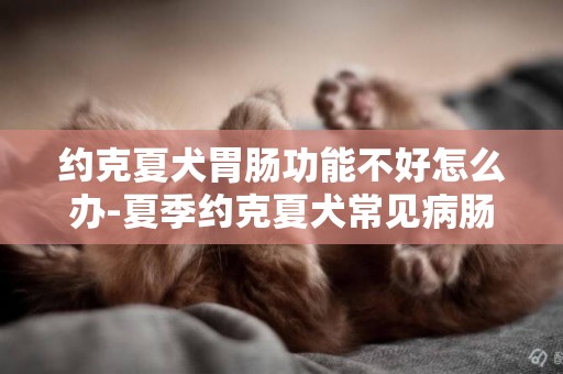 約克夏犬胃腸功能不好怎么辦-夏季約克夏犬常見病腸胃不適