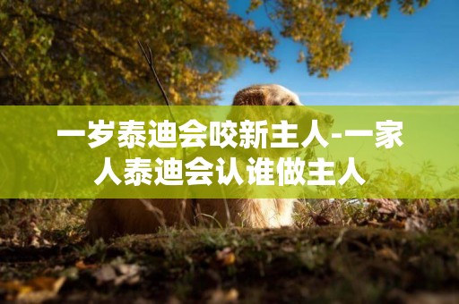 一歲泰迪會咬新主人-一家人泰迪會認誰做主人