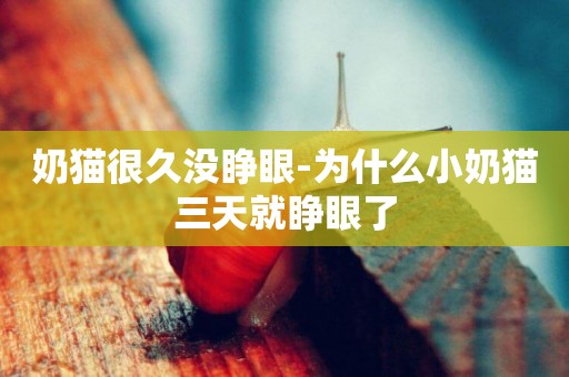 奶貓很久沒睜眼-為什么小奶貓三天就睜眼了