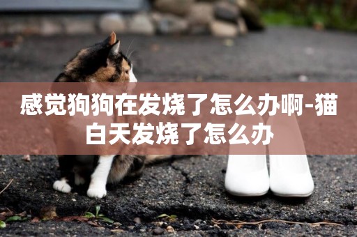 感覺狗狗在發燒了怎么辦啊-貓白天發燒了怎么辦