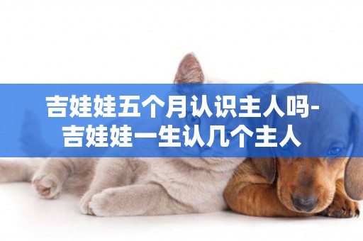 吉娃娃五個月認識主人嗎-吉娃娃一生認幾個主人