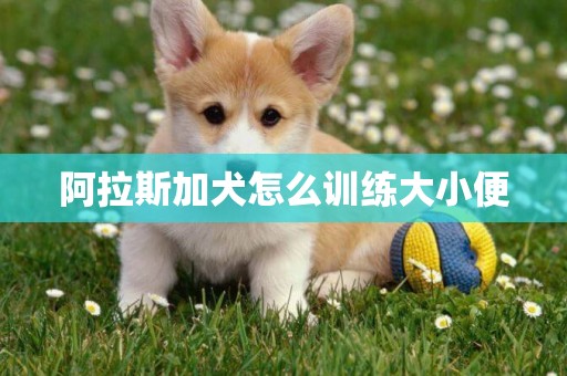 阿拉斯加犬怎么訓練大小便