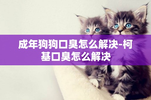 成年狗狗口臭怎么解決-柯基口臭怎么解決