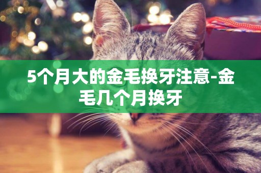 5個月大的金毛換牙注意-金毛幾個月換牙