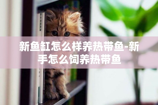 新魚缸怎么樣養熱帶魚-新手怎么飼養熱帶魚