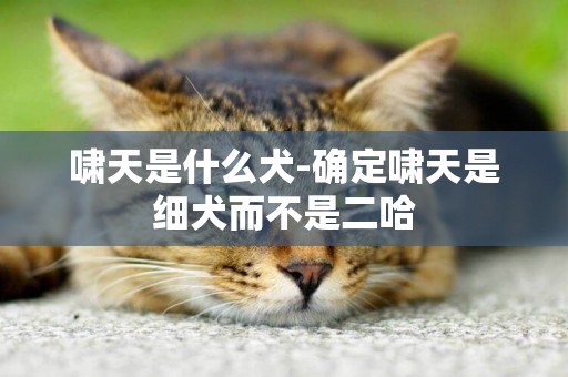 嘯天是什么犬-確定嘯天是細犬而不是二哈