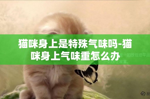 貓咪身上是特殊氣味嗎-貓咪身上氣味重怎么辦