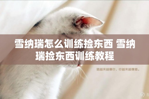 雪納瑞怎么訓練撿東西 雪納瑞撿東西訓練教程