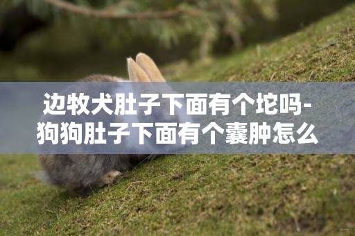 邊牧犬肚子下面有個坨嗎-狗狗肚子下面有個囊腫怎么辦