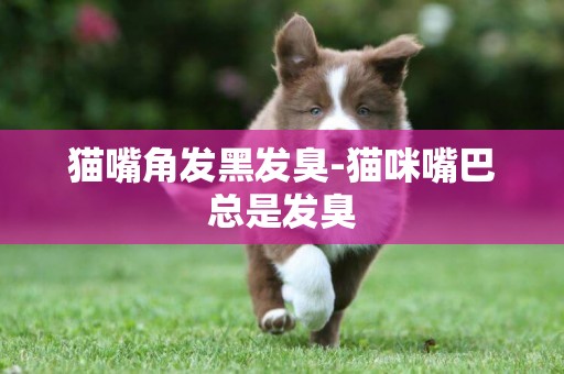 貓嘴角發黑發臭-貓咪嘴巴總是發臭