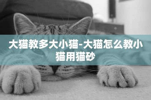 大貓教多大小貓-大貓怎么教小貓用貓砂