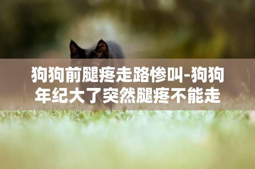 狗狗前腿疼走路慘叫-狗狗年紀大了突然腿疼不能走