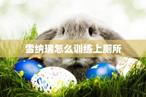 雪納瑞怎么訓練上廁所