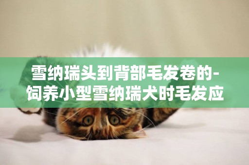 雪納瑞頭到背部毛發卷的-飼養小型雪納瑞犬時毛發應如何打理
