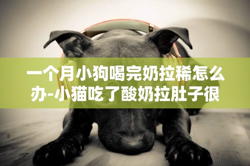 一個月小狗喝完奶拉稀怎么辦-小貓吃了酸奶拉肚子很多天了怎么辦