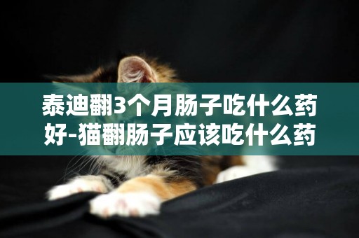 泰迪翻3個月腸子吃什么藥好-貓翻腸子應該吃什么藥