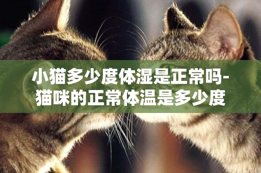 小貓多少度體濕是正常嗎-貓咪的正常體溫是多少度