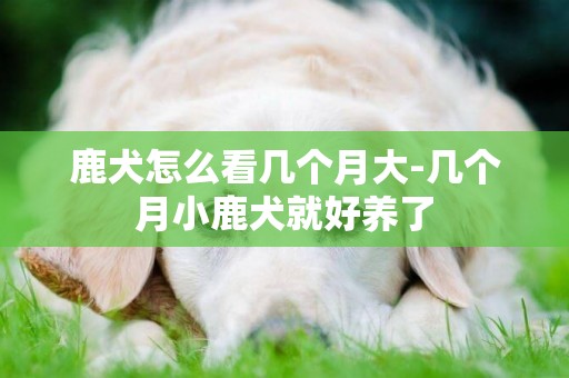 鹿犬怎么看幾個月大-幾個月小鹿犬就好養了