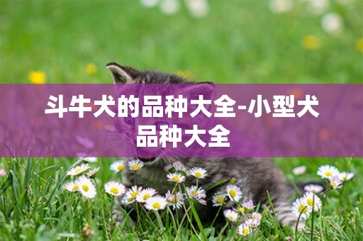 斗牛犬的品種大全-小型犬品種大全