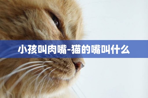 小孩叫肉嘴-貓的嘴叫什么